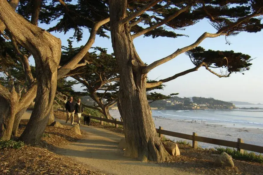 A path beneath Monterey cypress trees at Carmel Beach